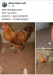 HEN